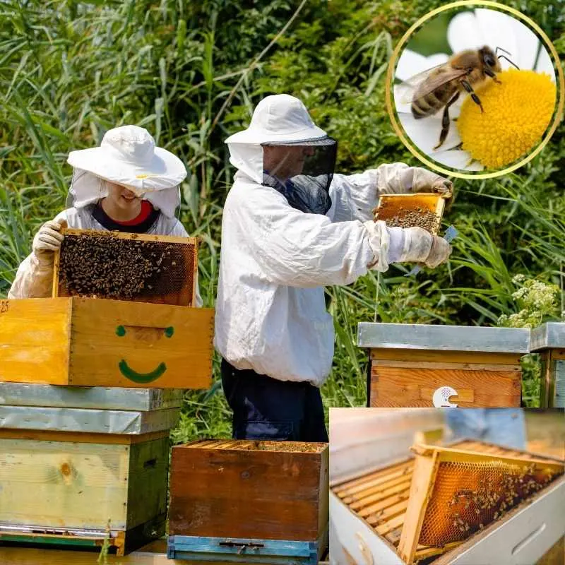 Business Ideas for Uttarakhand (2)